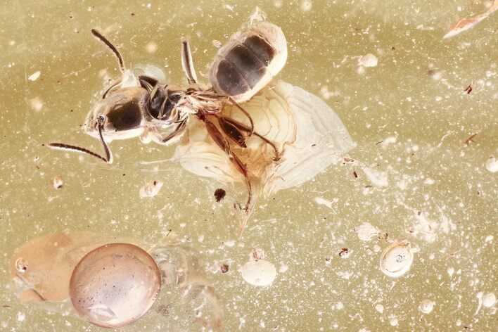 Two Detailed Fossil Ants (Formicidae) In Baltic Amber #330705
